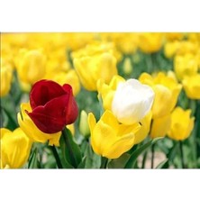 Calperia 5 Adet Rengarenk Lale Soğanı, Bahar Bahçesi Için