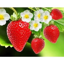 Calperia Akgen Çilek Tohumu - 100+ Tohum