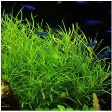 Calperia Canlı Pogostemon Octopus Saksı Bitkisi - Şık Dekorasyon Için