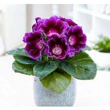 Calperia Katmerli Büyük Mor Bardak Menekşesi Tohumu - 5 Adet