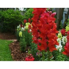 Calperia Ateş Kırmızı Renk Uzun Boylu Aslan Ağzı - 25 Tohum