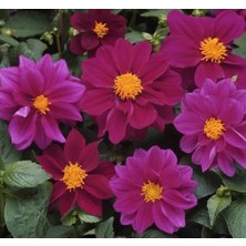 Calperia Mor Renkli Bodur Yıldız Çiçeği Tohumu - 10 Tohum