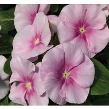 Calperia Buz Pembe Renkli Çok Dallanan Rozet Çiçeği - 15 Tohum