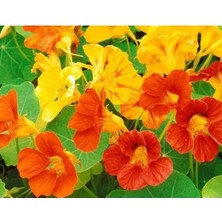 Calperia Latin Çiçeği Tohumu - 8 Adet