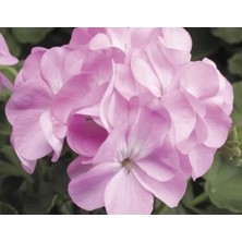 Calperia Pembe Sardunya Tohumu - 10 Adet