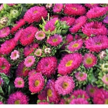 Calperia Pembe Kasımpatı Çiçeği Tohumu - 5 Tohum