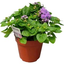 Calperia Vapur Dumanı Çiçeği - 150 Tohum (Karışık Renk)