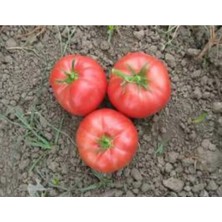 Calperia Domates Inci Tohumu - 100 Adet