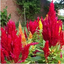 Calperia Kırmızı Horoz Ibiği Tohumu - 40 Tohum