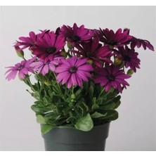 Calperia Kalıcı Mor Bodrum Papatyası Tohumu - 5 Adet