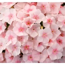 Calperia Somon Floks F1 Tohumu - 25 Tohum