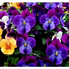 Calperia Mor Menekşe Çiçeği Tohumu - Bahçe ve Saksılar Için