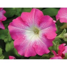 Calperia Renkli Petunya Tohumu - Beyazlı Gül