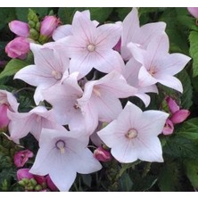 Calperia Pembe Renkli Katmerli Balon Çiçeği - 5 Adet Tohum