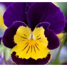 Calperia Sarı Lacivert Menekşe Çiçeği Tohumu - Bahçenizi Renklendirin