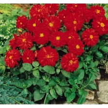 Calperia Kırmızı Renkli Yıldız Çiçeği Tohumu - 10 Adet