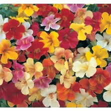 Calperia Mimulus Çiçeği Tohumu - Çok Çiçekli Bodur, Karışık Renkli - 15 Adet