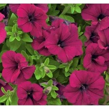 Calperia Iri Çiçekli Bordo Petunya Tohumu - 15 Adet