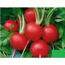 Calperia Aksel Turp Ufak Tohumu - 10 Gram