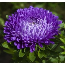 Calperia Mavi Renkli Aster Kasımpatı Tohumu - 20 Tohum