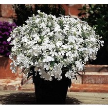 Calperia Beyaz Lobelya Tohumu - Çok Çiçekli - 10 Tohum