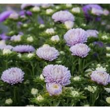 Calperia Lavanta Renkli Aster Kasımpatı Tohumu - 20 Tohum