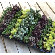 Calperia Sukulent Kaktüs Çiçeği Tohumu No:2 - 10 Adet