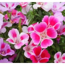 Calperia Karışık Renkli Godetya Çiçeği Tohumu - 5 Adet