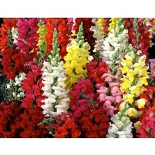 Calperia Karışık Renkli Uzun Boylu Aslan Ağzı Tohumu - 25 Adet