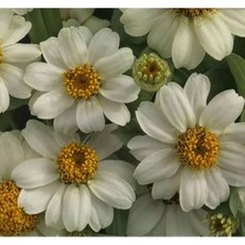 Calperia Beyaz Renkli Mini Zinnia Çiçeği Tohumu - 5 Adet