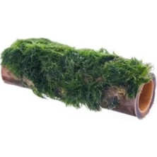 Calperia Bambu Canlı Bitki, Marimo Moss, Doğal Dekor