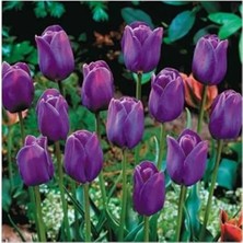 Calperia 5 Adet Mor Lale Soğanı, Bahçe Dekorasyonu Için