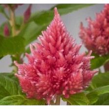 Calperia Pembe Tüy Horoz Ibiği F1 Tohumu - 75 Adet