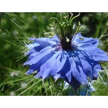 Calperia Çörek Otu Tohumu - 150 Tohum