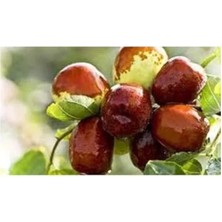 Calperia Iri Meyveli Hünnap Fidanı, Tüplü, 70-90 cm Uzunlukta