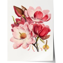 Zestia Premium Poster Pastel Tonlarda Manolya Çiçekleri Sanatsal Illüstrasyon Salon Dekoru