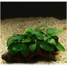 Esranın Dünyası 5-6 Yapraklı Kök Canlı Bitki, Anubias Barteri