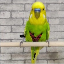 Esranın Dünyası Muhabbet Kuşu Tasması, Süpriz Hediye ile Birlikte