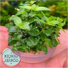 Esranın Dünyası Canlı Bitki, Staurogyne Repens Cup, In Vitro