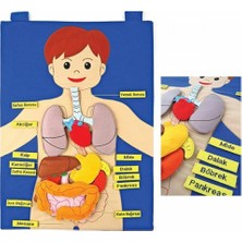 İlkyaz Fashion AND-5120 Vücudumuz Cırtlı Pano