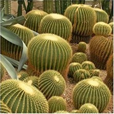 Esranın Dünyası 10 Adet Dev Kaktüs Çiçeği Tohumu, Nadir Seçenek