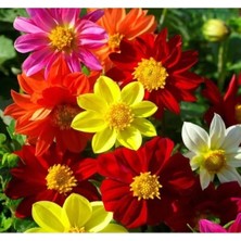 Esranın Dünyası Çoklu Yıldız Çiçeği Tohum Seti - 100 Tohum - Renkli Karışım