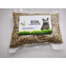 Esranın Dünyası %100 Doğal Kedi Çimi Tohumu Karışımı - Arpa, Buğday, Yulaf (500 Gram)