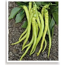 Esranın Dünyası 1000 Adet Yalova Çorbacı Sivri Biber Tohumu, Ata Tohumu