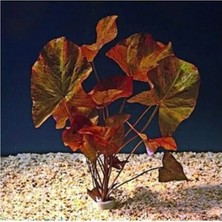 Esranın Dünyası Nilüfer Canlı Bitki, Nymphaea Lotus Zenkeri, Tek Soğan