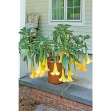 Esranın Dünyası Büyük Boy Sarı Renkli Melekleri Borozanı Fidanı, Tüplü