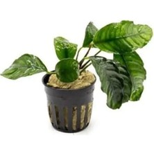 Esranın Dünyası Compact Anubias Coffeefolia Saksı Canlı Bitki, Şık Tasarım