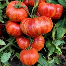 Esranın Dünyası Vintage Wine Domates Tohumu, Pembe Renkli Altın Sırık, Atalık Tohum