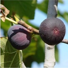 Esranın Dünyası 20 V Güçte Akülü Budama Testeresi, 2 Akülü ile Pratik Kullanım