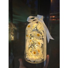 Dekoratif LED Işıklı Papatya Fanusu Sevgiliye Özel Öğretmenler Günü Hediyelik Fanus